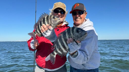 Two anglers holding large sheephead fish caught during Tampa Bay fishing trip with clear blue sky and water background