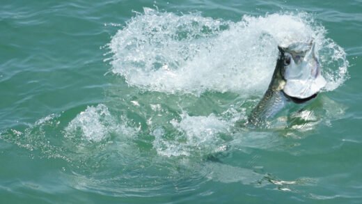 Tarpon jumping and splashing in turquoise water at Boca Grande Pass Florida during fishing action