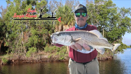 Captain Sergio Atanes holding redfish caught on cut bait during Southshore adventure near mangrove islands in Tampa Bay Florida